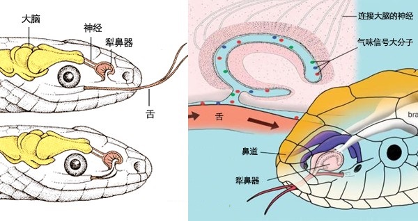 上图：蛇口腔顶部的犁鼻器（Jacobson’s Organ）。这是蛇除了鼻子以外的另一个嗅觉器官，蛇以分叉舌头在空气中收集气味分子或少许土的样本，然后再送回犁鼻器，用这种方法「嗅」出味道，看起来像是在「吃土」（创三14）或「舔土」（弥七17）