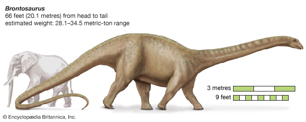 上图：秀丽迷惑龙（Apatosaurus Excelsus，即雷龙Brontosaurus）与大象的对比。成年秀丽迷惑龙重达28.1-34.5吨，这样大型的恐龙是怎样带进方舟的呢？