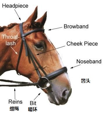 上图：马的嚼环（bit）和辔头（bridle），是为了驾驭骡马而套在其颈上的器具，一般由嚼子、嚼环和缰绳三部分组成。