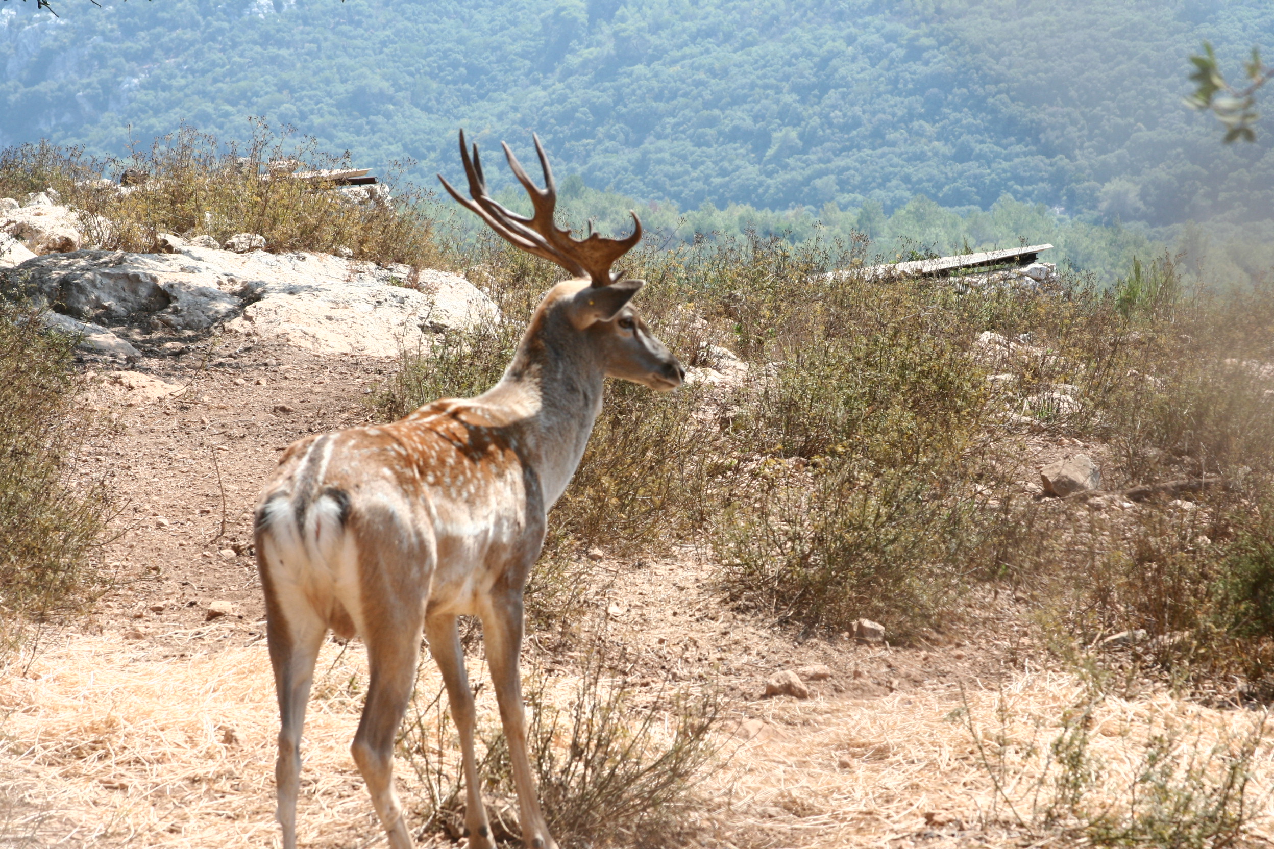 上图:以色列的波斯黇鹿(Persian fallow deer)。波斯黇鹿被认为是申命记14:5所提到的狍子,19世纪末在巴勒斯坦已经灭绝,但从1996年起逐步被重新引进以色列北部,目前有超过650头野生波斯黇鹿生活在加利利、迦密山及梭烈谷。