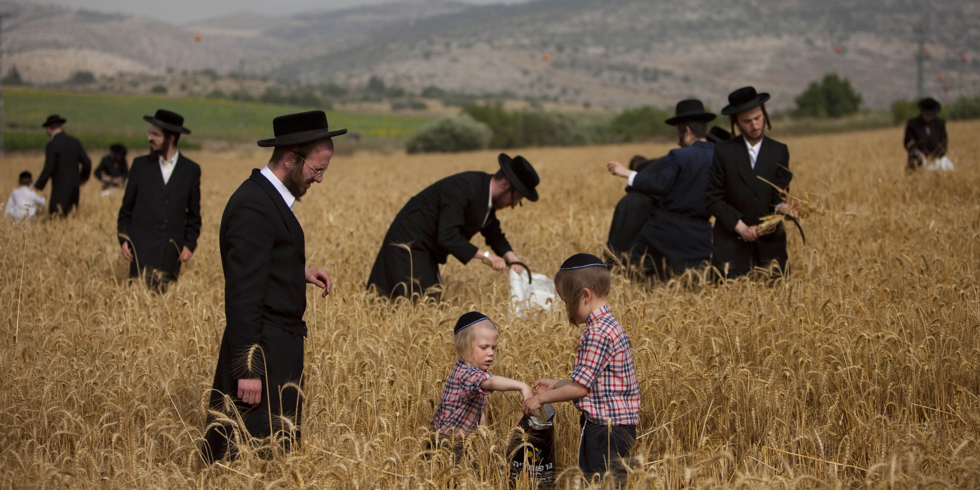 上图:正统犹太人正在用镰刀割小麦,准备七七节(Shavuot)庆典。这一天他们要在会堂诵读妥拉中有关十诫的经文,并诵读路得记。
