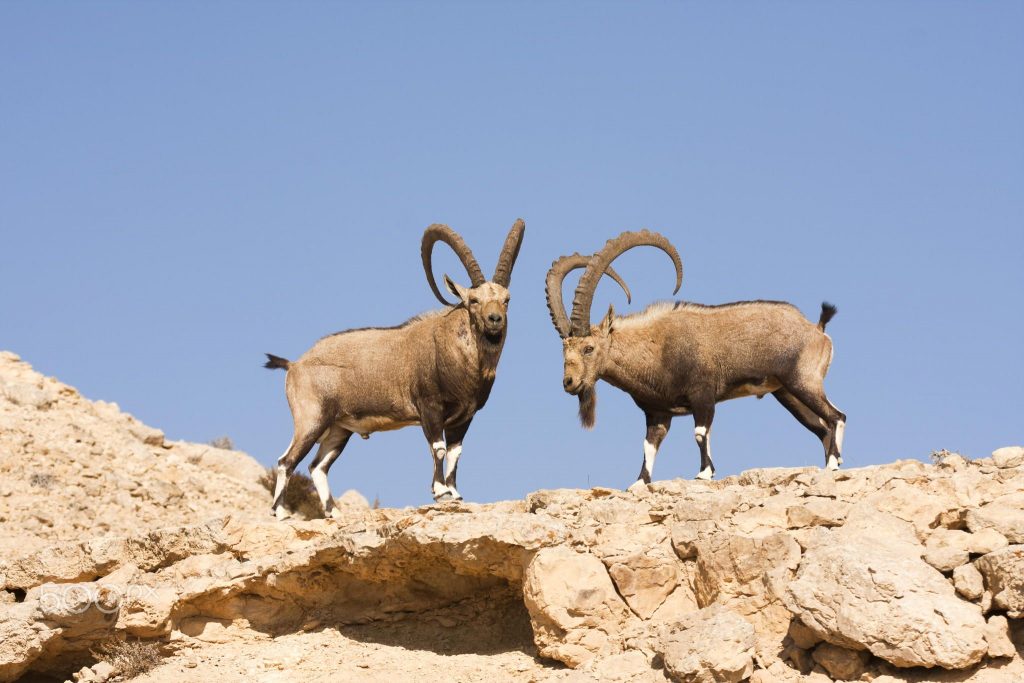 上图:南地旷野中的两只努比亚公山羊(Nubian ibex),是圣经中常常提到的「鹿」(箴六5)的一种。