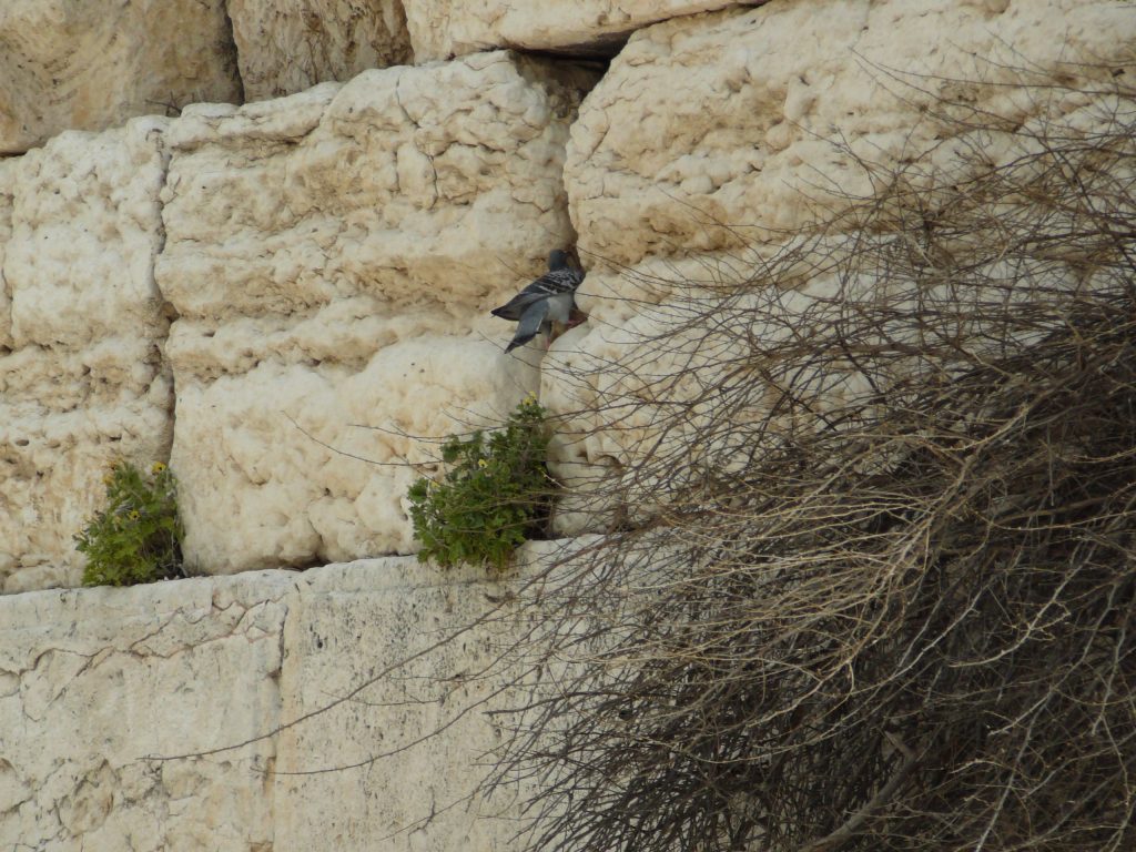 上图:一只在耶路撒冷西墙石缝中筑巢的岩鸽。岩鸽(Rock dove)又被称为原鸽,是野生的崖栖性鸽子。