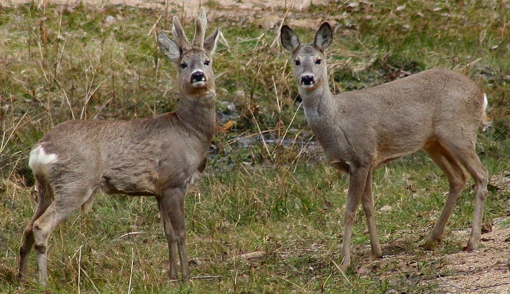 上图:以色列迦密山自然保护区的一对西方狍(Roe deer)。西方狍被认为就是申命记和雅歌中的鹿。