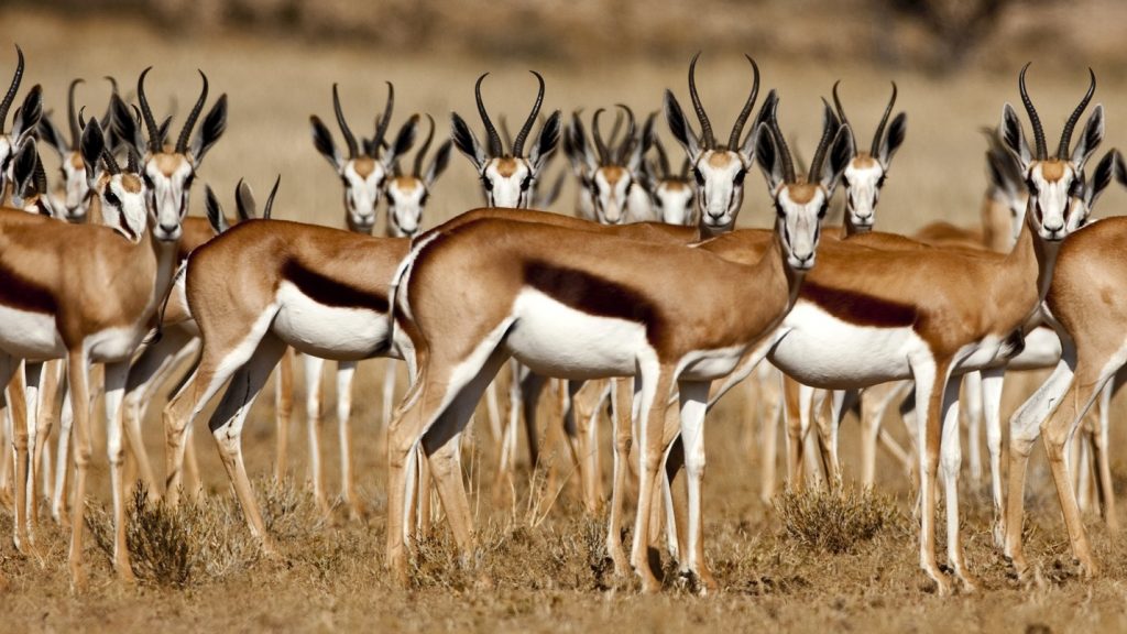 上图:以色列瞪羚(Israeli gazelle)是以色列的国家动物(National Animal of Israel),也被称为山区瞪羚,属于羚羊亚种,以色列瞪羚以嫩草和树皮为食,身材苗条,脖子长,后腿比前腿长。