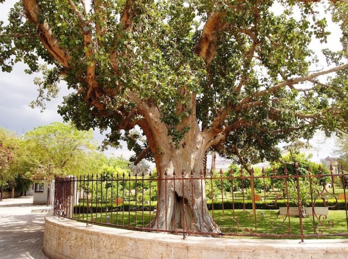 上图:耶利哥的撒该的桑树(Zacchaeus' sycamore fig)。传说个子矮小的税吏撒该为了能看见耶稣,爬上这棵桑树(路十九1-10)。桑树指西克莫无花果树,是一种桑科榕属聚果榕亚属的榕树,是广义上的无花果,树叶像桑树叶,果子像无花果,味道不同于普通的无花果,甜度一般但香味浓郁。