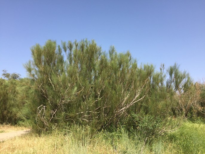 上图：以色列圣经植物园中种植的罗腾树。这是一种生长于干旱地区的松柏属灌木，最高大约3米，虽然并不高大，但在炎热的旷野中可以提供宝贵的荫凉。