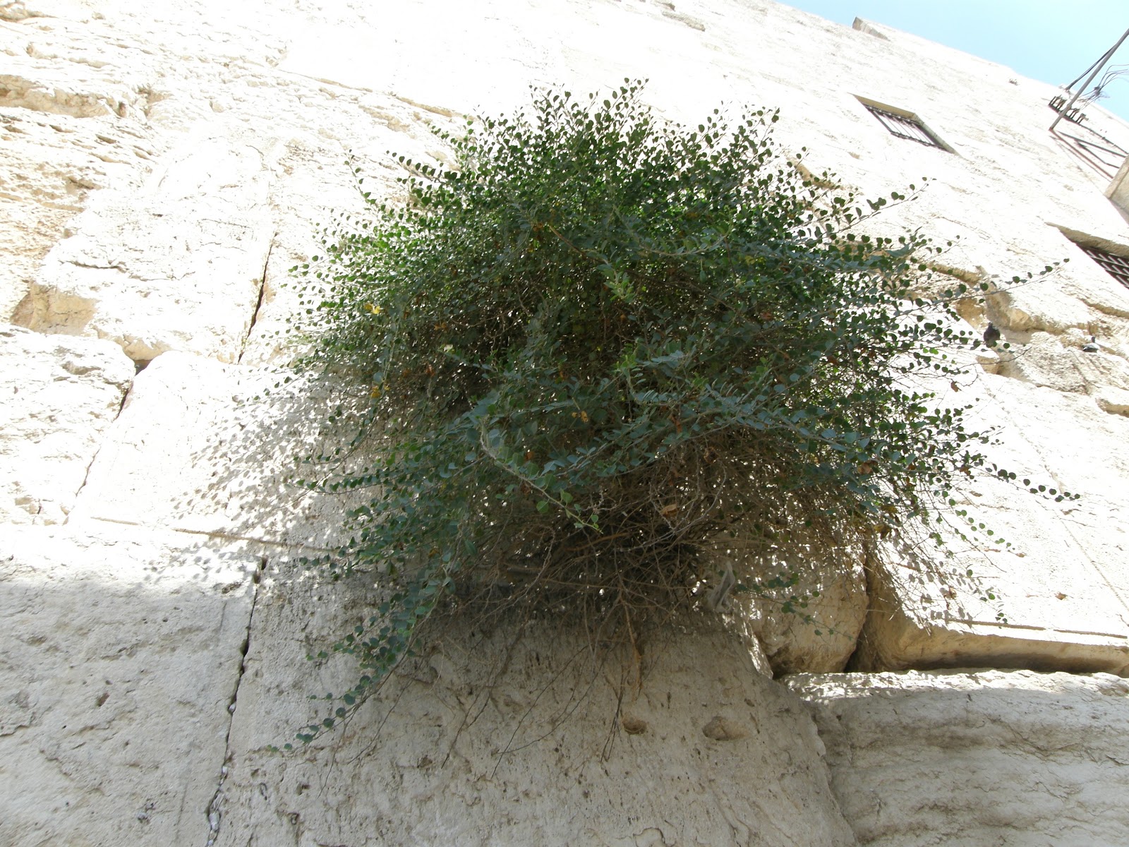 上图：耶路撒冷西墙石缝里生长的刺山柑（Capers），可能就是牛膝草（Hyssop）。牛膝草生长于石缝和墙上（王上四33），有人认为是以色列常见的墨角兰（Origanum Marjoram），也有人认为是刺山柑（Thorny Capers），它们都是普通平凡的植物，枝条和厚叶多毛。 出埃及时，以色列用牛膝草把逾越节祭牲的血涂在门楣和两边门柱上（出十二22）。西奈山立约时，摩西用牛膝草蘸血和水洒在约书上和百姓身上（来九19）。为消除了麻风病的人或房子进行洁净礼时，也用到牛膝草（利十四4、6、49、51）。牛膝草也用来制作红母牛灰做的除污秽的水（民十九6），并用来蘸这水去洁净人和器皿（民十九18）。