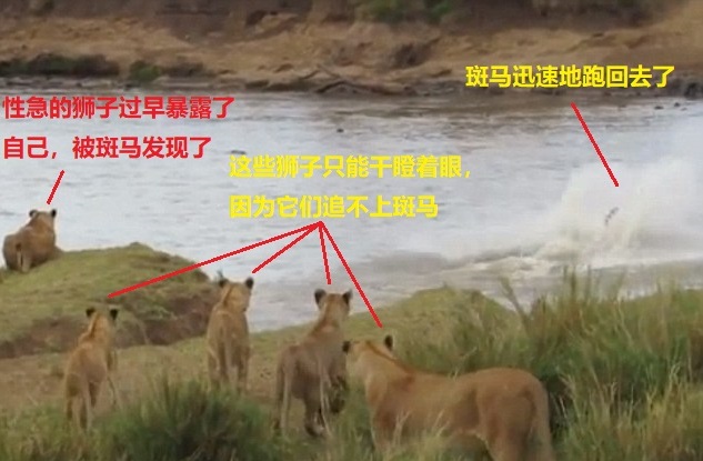 上图:斑马发现了性急的狮子,扭头就跑回去了。这幺近的距离,狮子也追不上斑马,因为狮子的速度和耐力都比不过斑马,只有丧失警惕、丧失斗志的斑马才会被狮子吃掉。同样,虽然魔鬼「如同吼叫的狮子,遍地游行,寻找可吞吃的人」(彼前五8),但神限制了魔鬼的能力,只有不谨守、警醒,没有坚固信心基督徒才会被魔鬼吞噬;只要「你们要用坚固的信心抵挡牠」(彼前五9),就一定能脱离魔鬼。