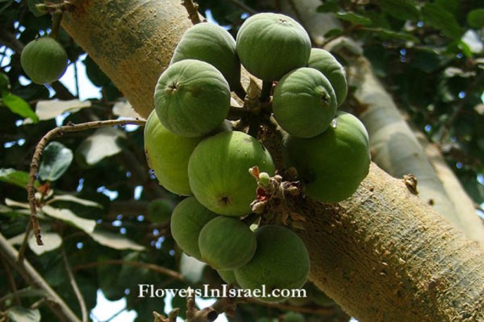 上图：西克莫无花果（Sycamore fig），与无花果很像，但没有那幺甜。需要将果子划破或刺洞，促使乙烯气体增加，加快成熟。