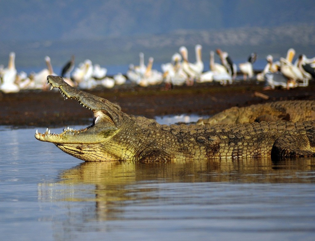 上图：尼罗河鳄（Nile crocodile），是一种大型鳄鱼，非洲最大的爬行动物，体型仅次于河口鳄。尼罗鳄非常强壮，成年尼罗鳄的体重可以重达一吨。，平均寿命达70至100年。古埃及各地都崇拜尼罗鳄。