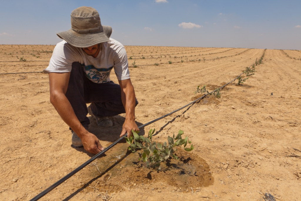 上图：位于以色列南地旷野的哈泽林基布兹农庄(Hatzerim kibbutz），农夫正在培植一个采用滴灌技术（Drip irrigation）的荷荷巴（Jojoba)种植园。滴灌是在适当的时间将适当的水量和养分直接输送到植物的根部的水肥一体化灌溉技术，可以使每株植物都能获得合适的养料和水分，节约用水、肥料和人工。这项技术使以色列得以在半干旱地带「培植那荒废之地」（结三十六36）。1930年代，波兰犹太工程师斯迈哈·博拉斯（Simcha Blass，1897-1982年）移居巴勒斯坦，开始研究滴灌技术。1959年，博拉斯父子采用新出现的现代塑料，开发了不易堵塞的塑料滴头。1965年，博拉斯父子与当时唯一对此感兴趣的哈泽林基布兹合作创建了耐特菲姆公司（Netafim），共同开发并获得了第一个实用表面滴灌灌水器专利（surface drip irrigation emitter）。此后，滴灌技术得到以色列政府的推广，开始飞速发展。今天，耐特菲姆公司已经成为全球最大的滴灌系统制造商，2020年占有全球超过30%的市场份额。而推广滴灌技术五十年后，以色列的农业产量增长了16倍、三倍于人口增长，耗用自然水资源总量却保持稳定，成为全球农业最发达的国家之一。