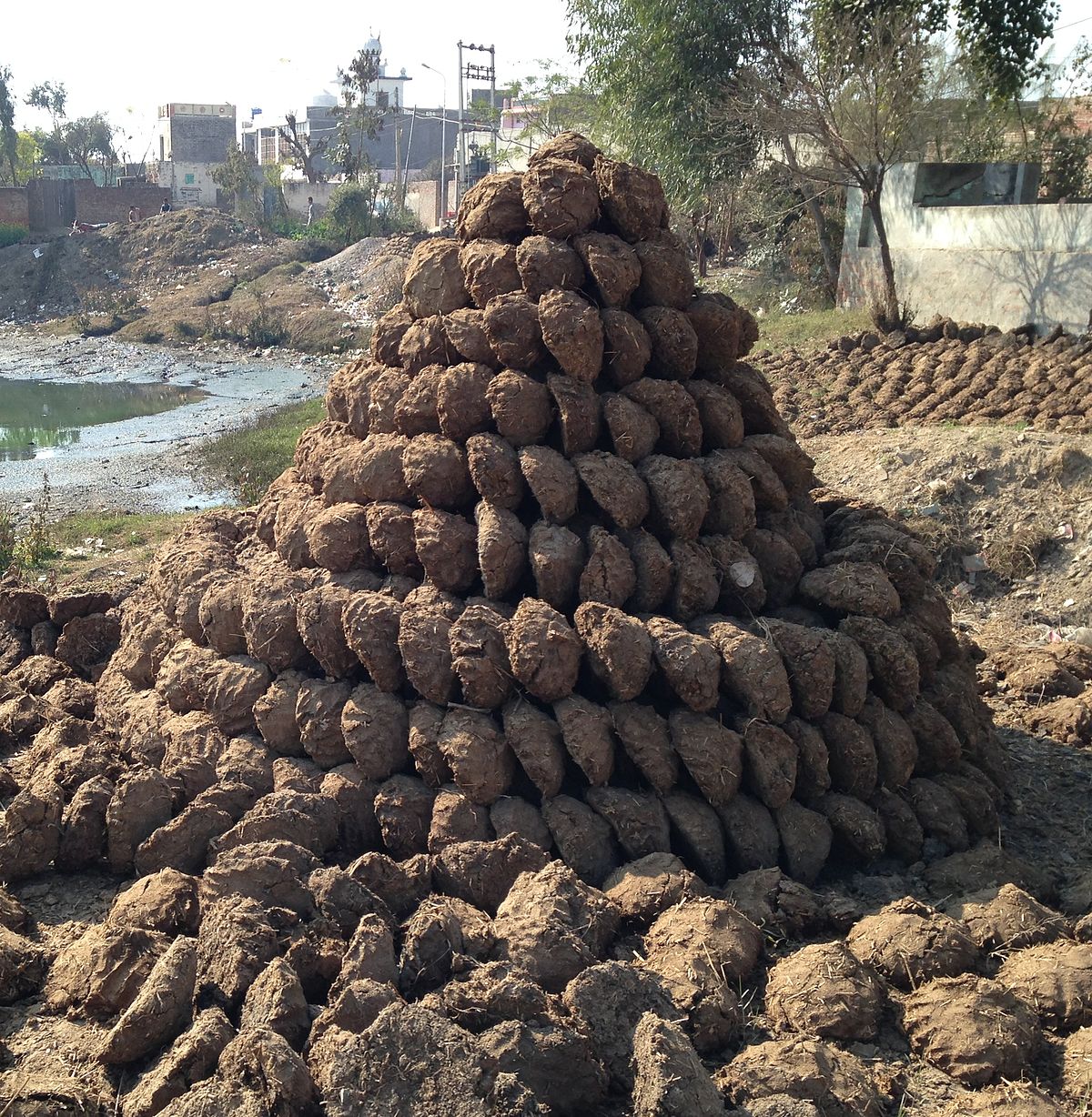 上图:印度的粪饼(dung cakes)堆。干燥的动物粪便可以作为燃料,在许多国家使用,可以缓解对木材资源的压力。