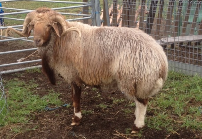 上图:以色列最常见的肥尾羊Awassi sheep,角很容易被树枝卡住。