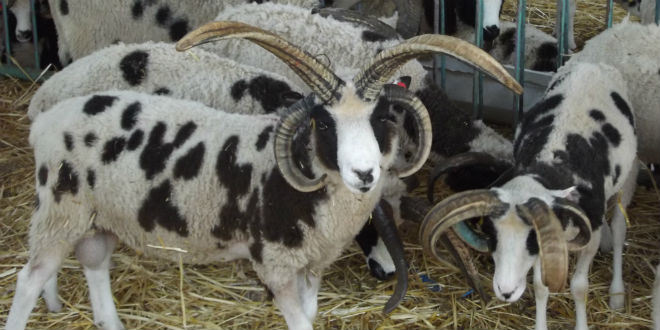 上图：雅各羊（Jacob Sheep）是一种珍稀的古老品种，全身有黑白相间的斑点，有四只角，最接近雅各当初所饲养的羊。根据基因鉴定，雅各羊的原产地是古代叙利亚，即拉班的家乡哈兰附近。这种羊可能被雅各从哈兰带到迦南地，又随着雅各下埃及被带到北非，然后从北非被带到西班牙，接着被带到英国，继而被带到了加拿大，最后于2016年被带回以色列。