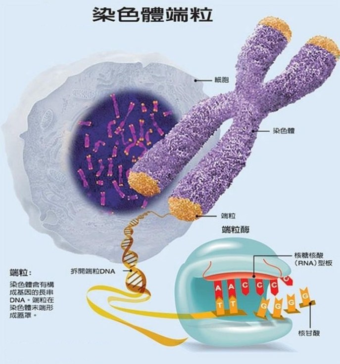 上图:染色体端粒(Telomere)和端粒酶(Telomerase)。人体的每个器官都由许多细胞组成,每个细胞的寿命都是有限的,必须分裂产生新的细胞来补充已死的细胞。当没有足够的新细胞补充已死的细胞时,器官就会逐渐衰竭,最终导致死亡。因此,单个细胞的寿命和细胞分裂的次数决定了人类的平均寿命。 1、人体单个细胞的寿命是有限的:细胞在生命过程中,DNA遗传物质的损伤和代谢过程中的废物积累到一定程度,会导致细胞的正常功能受损。这时为了防止发生癌变,细胞会自动启动被称为细胞凋亡(Apoptosis)的「程序性死亡(Programmed Cell Death)」。在大洪水之前,没有那幺多污染和宇宙射线,单个细胞的寿命会比较长。 2、细胞分裂次数是有限的:端粒(Telomere)是染色体末端的DNA重复碱基对,作用是保持染色体的完整性和控制细胞分裂周期,作用相当于鞋带两端的「帽子」。 细胞每分裂一次,DNA就要复制一次,端粒就会缩短一点。一旦端粒消耗殆尽,细胞将会启动凋亡机制。端粒酶(Telomerase)可以把端粒修复延长,让端粒不会因细胞分裂而损耗,增加细胞分裂复制的次数。但在正常人体细胞中,端粒酶的活性受到相当严密的调控,只有在造血细胞、干细胞和生殖细胞中才具有活性。在大洪水之前,神只要控制端粒的长度或端粒酶的活性,就可以延长人的寿命。 3、人并不能通过激活端粒酶来达到长寿,因为端粒酶过多会导致癌症,癌细胞就是不会停止分裂的细胞;端粒酶太少会降低人体正常的再生能力,同样会导致癌症。只有神有能力精心调控端粒酶,掌管人的寿命。 4、正如正常功能受损的细胞会自动启动「程序性死亡」,以免成为不死的癌细胞,影响整个人体的生存。被罪污染的人也会启动「程序性死亡」,以免「恶人活千年」,整个神的创造被败坏,因此「死又是从罪来的」(罗五12)。
