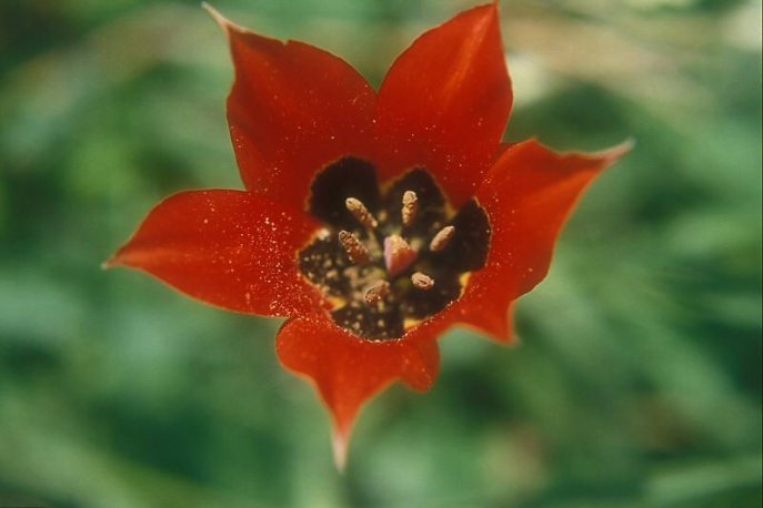 上图:山地郁金香(Mountain Tulip)是以色列的一种百合花,三至四月开花,花开六瓣,长在山坡上,很可能就是「谷中的百合花」(歌二1)。「他的嘴唇像百合花」(歌五13),这个比喻表明「谷中的百合花」很可能是红色的。