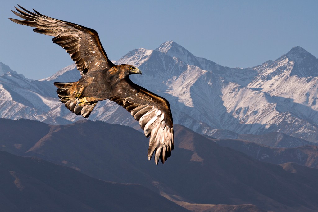 上图：一只展翅上腾的金鹰（Golden eagle）。鹰在高空盘旋，通常都在晴朗的白天，地面将大量的空气加热上升，使鹰可以利用上升气流轻松飞翔，并不需要自己煽翅。鹰的翅膀很宽，尾成扇形。飞行时主要飞羽全部撒开；羽毛之间的深缝可以防备狂风，在山峡的不稳定气流中保持飞行稳定。信徒的信心正如这双巨大有力的翅膀，使「他们必如鹰展翅上腾；他们奔跑却不困倦，行走却不疲乏」（赛四十31）。