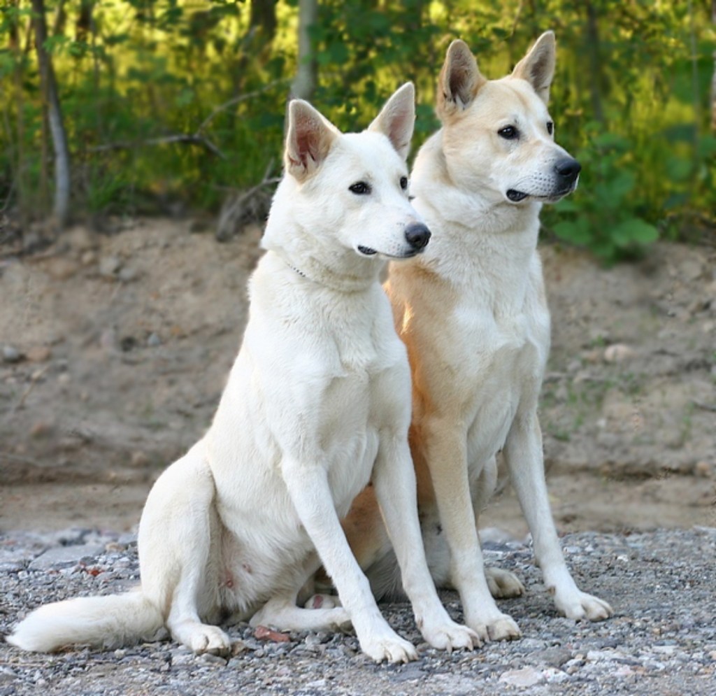 上图：迦南犬（Canaan dog）是古代迦南的原始犬种，被古希伯来人用来保护营地和放牧羊群。以色列人被掳后，不得不把它们撇在野外，偶尔成为贝都因人和德鲁兹部落的护卫犬。1930年代，以色列国防军的前身哈格纳（Haganah）开始重新驯养从野外捕获的迦南犬。1963年，迦南犬被以色列确认为国犬。
