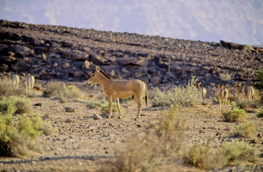 上图:以色列南地自然保护区中的野驴(Ramon Crater, Ramon Nature Reserve)。