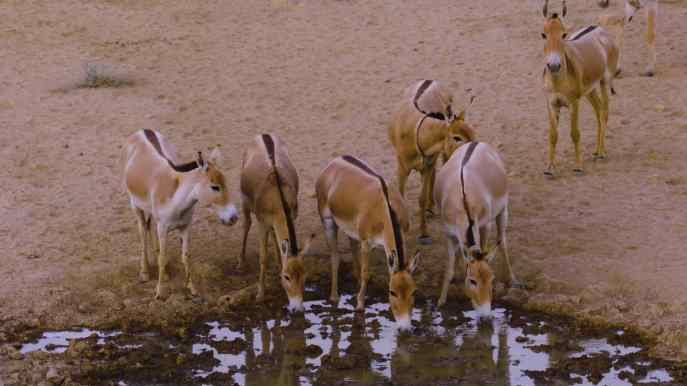 上图：以色列的亚洲野驴（Onager or Asiatic wild ass），从未被驯化过，时速可高达70公里。