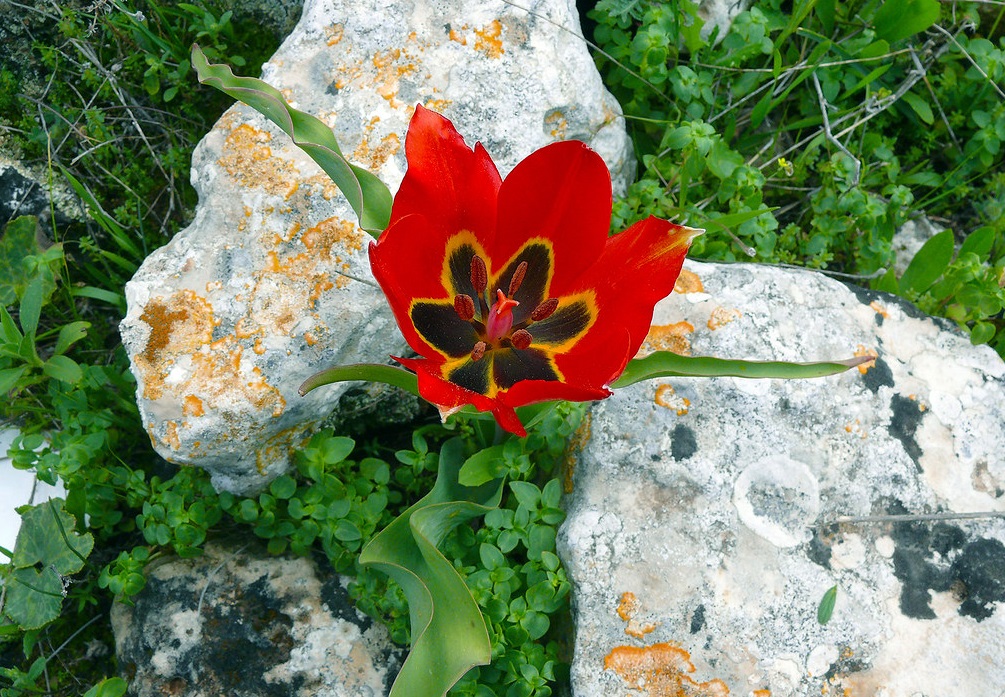 上图：山地郁金香（Mountain Tulip）是以色列的一种百合花，三至四月开红花，花开六瓣。「他的嘴唇像百合花」（歌五13），这个比喻表明「百合花」是红色的。