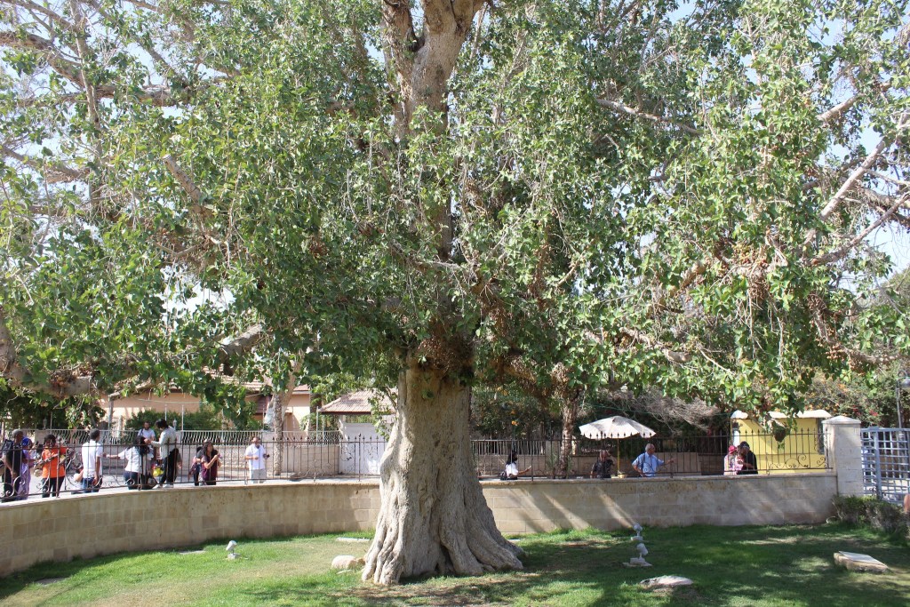 上图：耶利哥的撒该的桑树（Zacchaeus' sycamore fig）。传说个子矮小的税吏撒该为了能看见耶稣，爬上这棵桑树（路十九1-10）。桑树指西克莫无花果树，是一种桑科榕属聚果榕亚属的榕树，是广义上的无花果，树叶像桑树叶，果子像无花果，味道不同于普通的无花果，甜度一般但香味浓郁。