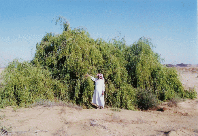 上图:中东的芥菜树Salvadora persica,种子直径只有1毫米左右,但长成后高度可达5米。