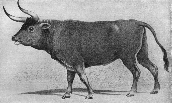 上图:16世纪的原牛(Aurochs)画像。原牛是一种已灭绝的野牛,是古代西亚和欧洲的重要猎物,最后一只于1627年在波兰灭绝。英文KJV译本根据七十士译本和武加大拉丁译本,把「Rĕ'em/רְאֵם」(民二十三22)译为「独角兽 Unicorn」。19世纪瑞士动物学家Johann Ulrich Duerst根据阿卡德楔形文字中的同源字「Rimu」,辨别出「Rĕ'em/רְאֵם」就是原牛,现在被普遍接受,所以现代译本一般译为「野牛」。