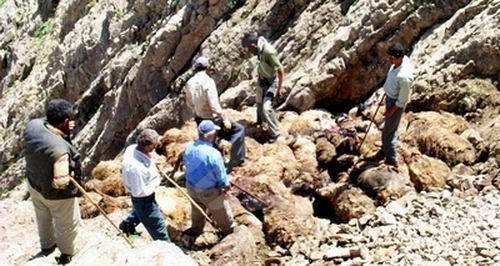 上图：2005年，土耳其有1500只绵羊跳下15米的山崖，其中450只摔死，后面的羊落在死羊堆上才没有死。绵羊不会单独行动，总是喜欢跟随头羊，结果头羊跌落山崖，后面的羊也跟着头羊跳崖。所谓的「羊群效应」，就是说人和羊一样喜欢随大溜，以为人多的就是对的，不料「有一条路，人以为正，至终成为死亡之路」（箴言十四12）。