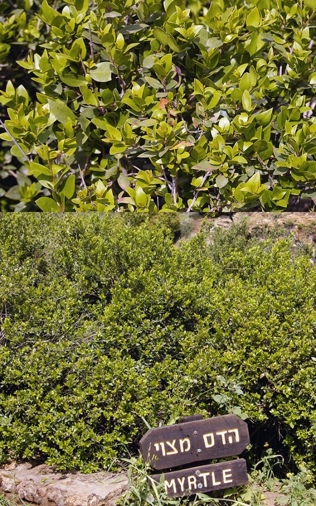 上图:生长于以色列但遗址的香桃木(Myrtle tree),「番石榴树」(亚一8)就是一种过去普遍生长于以色列的常绿香桃木。枣椰树(לולב,lulav)叶子、 香桃木(הדס,hadass)枝条、柳树(ערבה ,aravah)枝条和香橼(אתרוג,etrog)果实,是住棚节四祥植物(Four species,利二十三40;尼八15)。